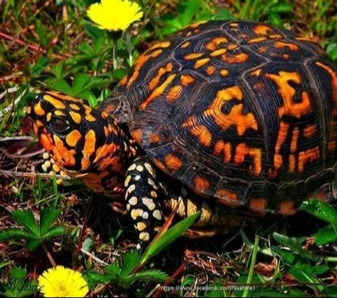 Hewan-hewan yang memiliki waktu hibernasi terlama di dunia.