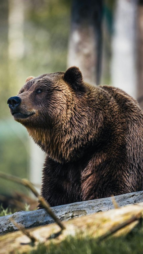 Hewan-hewan yang memiliki waktu hibernasi terlama di dunia.