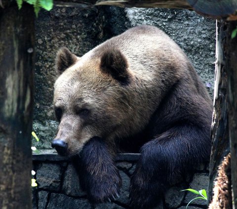 Hewan-hewan yang memiliki waktu hibernasi terlama di dunia.