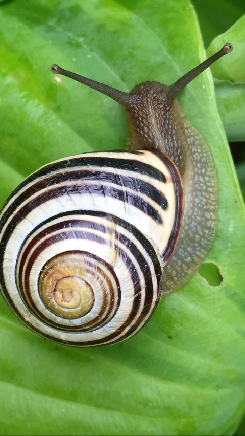 Hewan-hewan yang memiliki waktu hibernasi terlama di dunia.