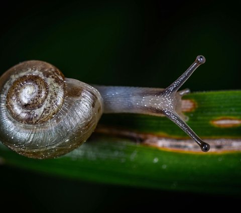 Hewan-hewan yang memiliki waktu hibernasi terlama di dunia.