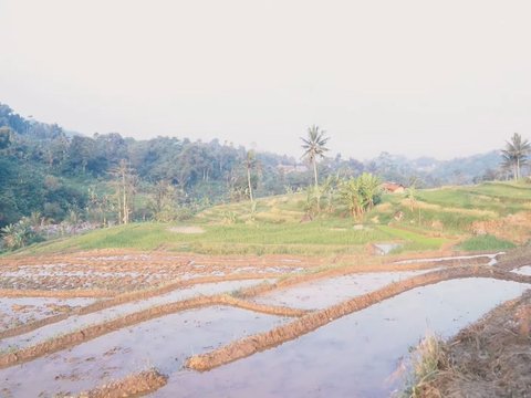 Saking Kaya Raya, Orang Tua Dinar Candy Miliki 17 Titik Sawah di Kampung Halamannya