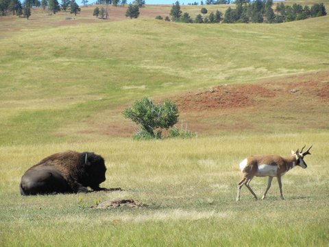 7 Places To Visit In South Dakota: Exploring The Beauty Of The Sunshine 