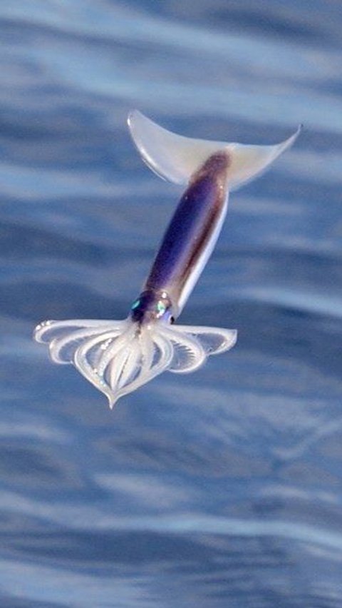 Hewan-hewan ini memiliki kemampuan terbang layaknya burung.