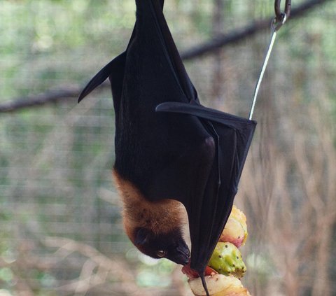Hewan-hewan ini memiliki kemampuan terbang layaknya burung.