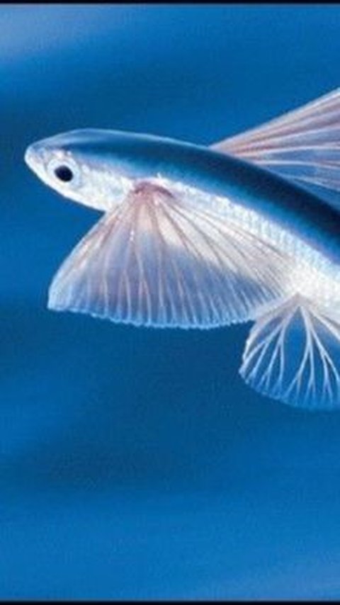 Hewan-hewan ini memiliki kemampuan terbang layaknya burung.