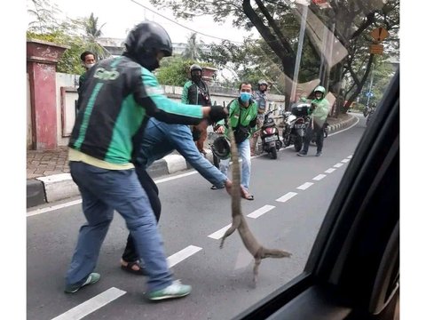 Go Pawang Saat Abang Go-Jek Menjinakan Binatang Melata