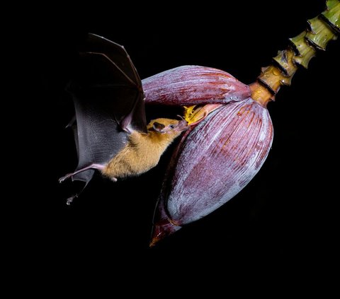 Hewan-hewan ini memiliki kemampuan terbang layaknya burung.