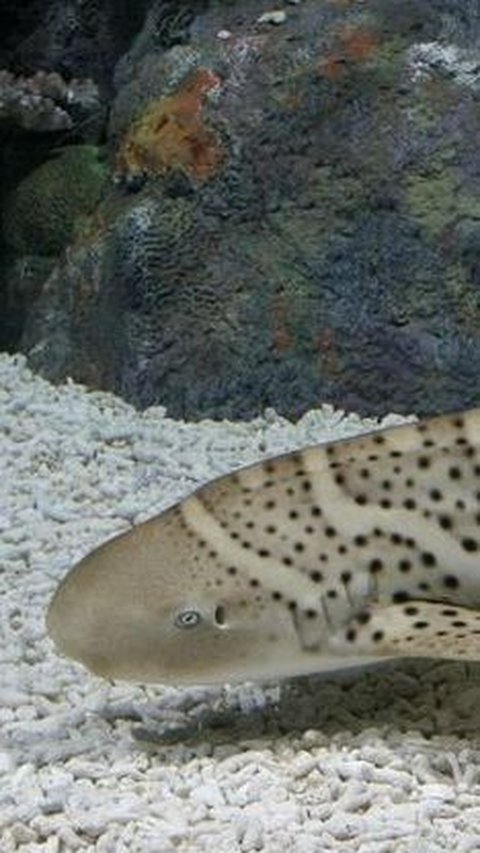 Hiu yang hidup di laut dalam ini memiliki bentuk yang aneh dan menyeramkan.