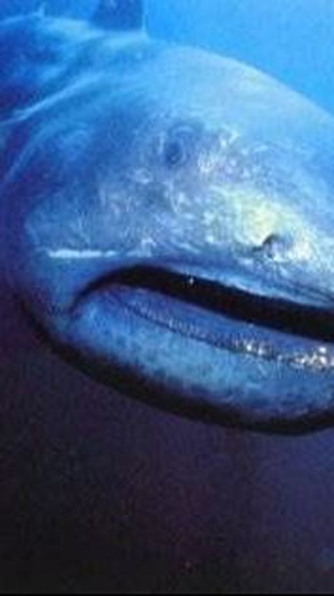 Hiu yang hidup di laut dalam ini memiliki bentuk yang aneh dan menyeramkan.