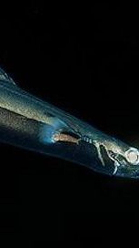 Hiu yang hidup di laut dalam ini memiliki bentuk yang aneh dan menyeramkan.