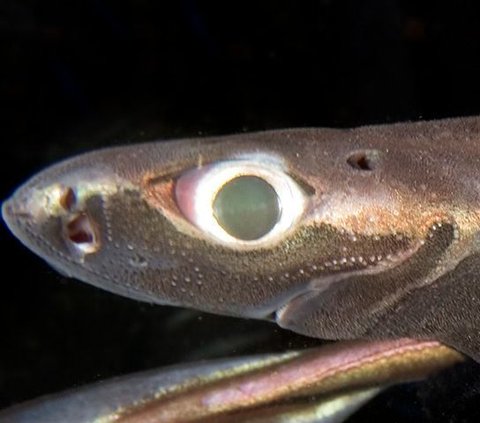 Hiu yang hidup di laut dalam ini memiliki bentuk yang mengerikan.