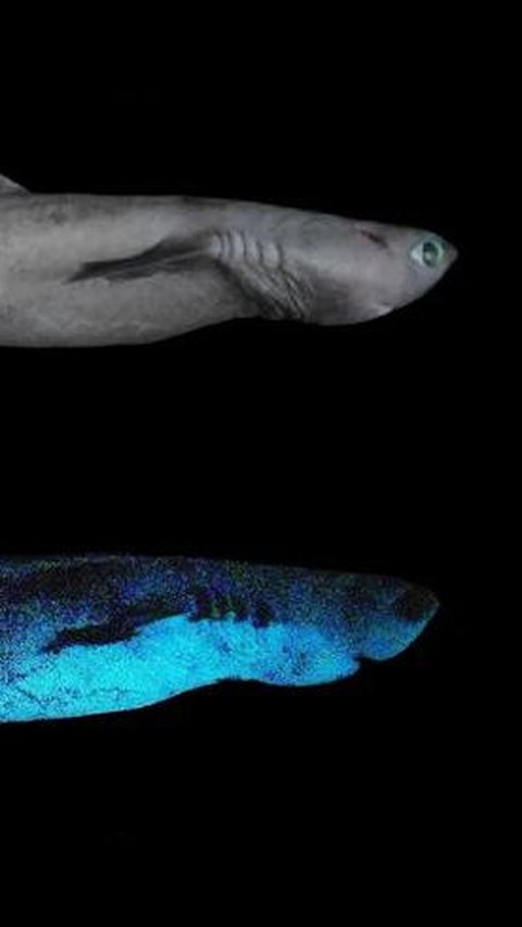 Hiu yang hidup di laut dalam ini memiliki bentuk yang aneh dan menyeramkan.