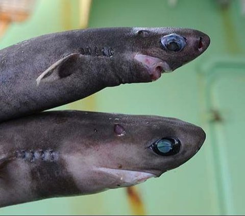 Hiu yang hidup di laut dalam ini memiliki bentuk yang mengerikan.