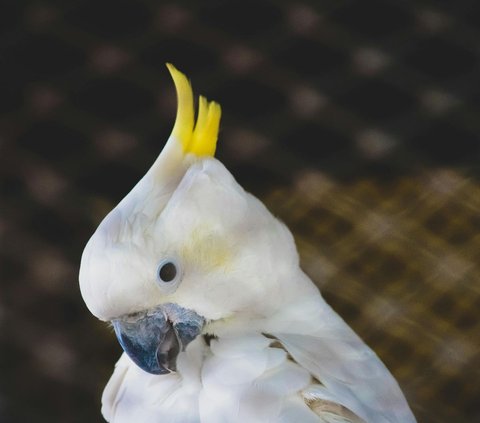 10 Birds with the Loudest Chirping Sounds, Some of Which Live in Indonesia