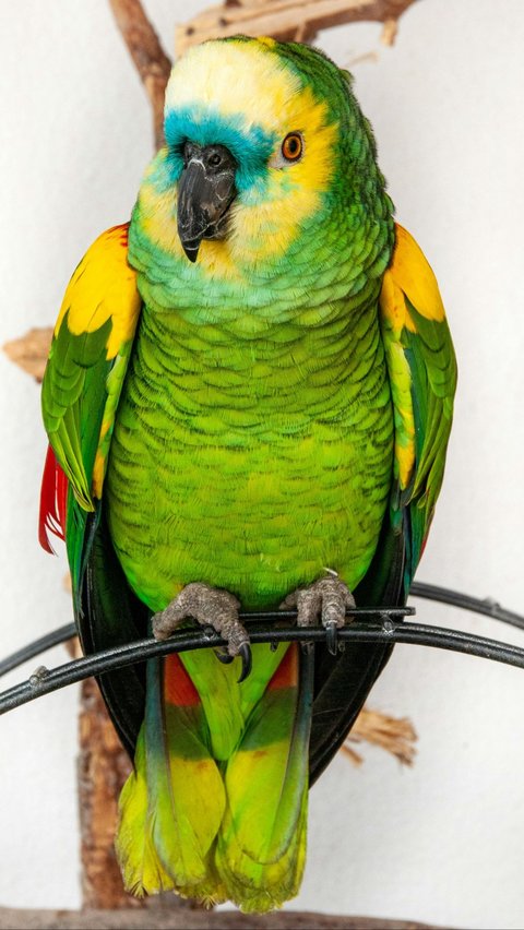 <b>Burung Mealy Amazon Parrot</b><br>
