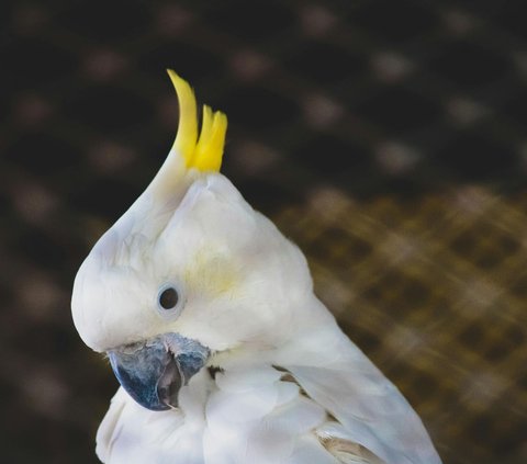 Burung dengan suara kicauan paling nyaring dan keras.