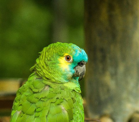 10 Jenis Burung dengan Kicau Terkeras, Ada yang Hidup di Indonesia
