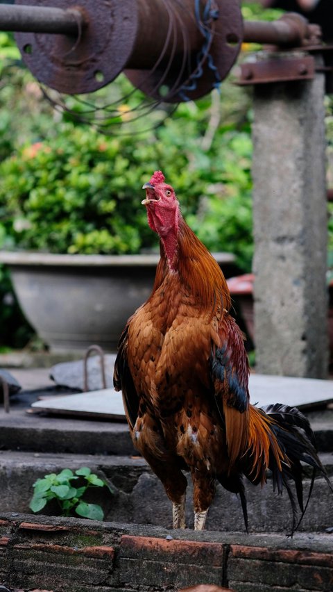 Jenis-jenis burung ini memiliki suara kicauan yang sangat nyaring.