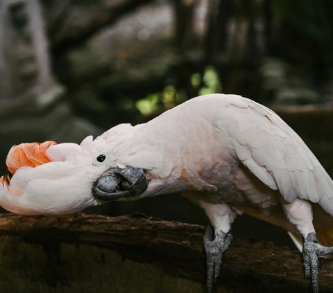 Burung dengan suara kicauan paling nyaring dan keras.