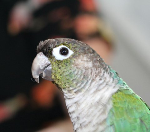 Burung dengan suara kicauan paling nyaring dan keras.