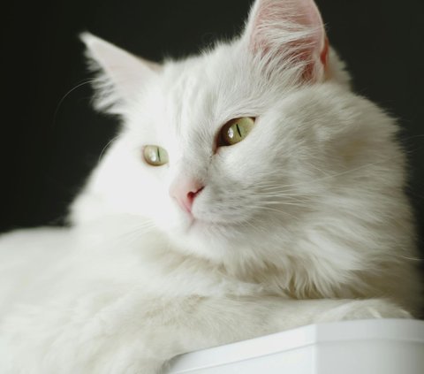 10 Most Beautiful Cat Breeds in the World According to A-Z Animals, Is Your Favorite Breed Here?