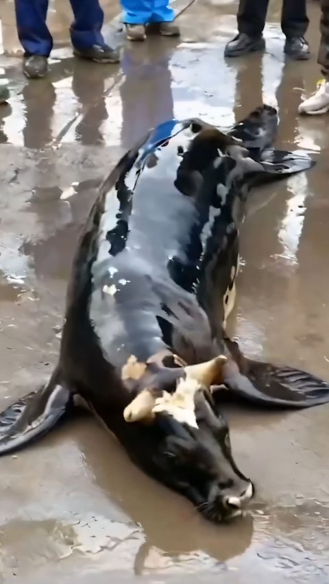 Viral! Video of Strange Creature with a Cow's Head and a Sea Lion's Body, Netizens: 'Don't Share it with the Family WhatsApp Group'