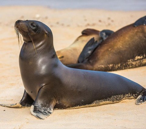 Viral! Video of Strange Creature with a Cow's Head and a Sea Lion's Body, Netizens: 'Don't Share it with the Family WhatsApp Group'