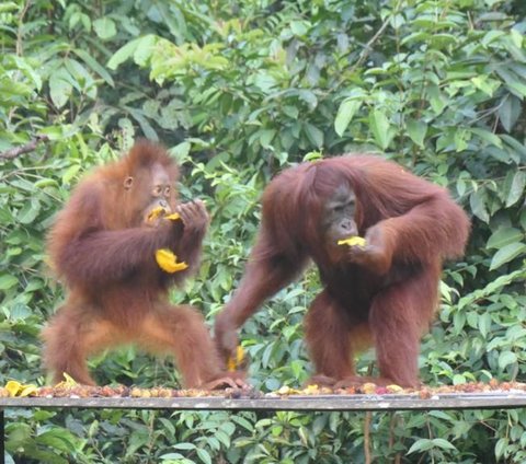 Mengunjungi Desa Sei Sekonyer Kalteng, Rasakan Sensasi Spa Pakai Ramuan Hutan hingga Bermalam di Kapal