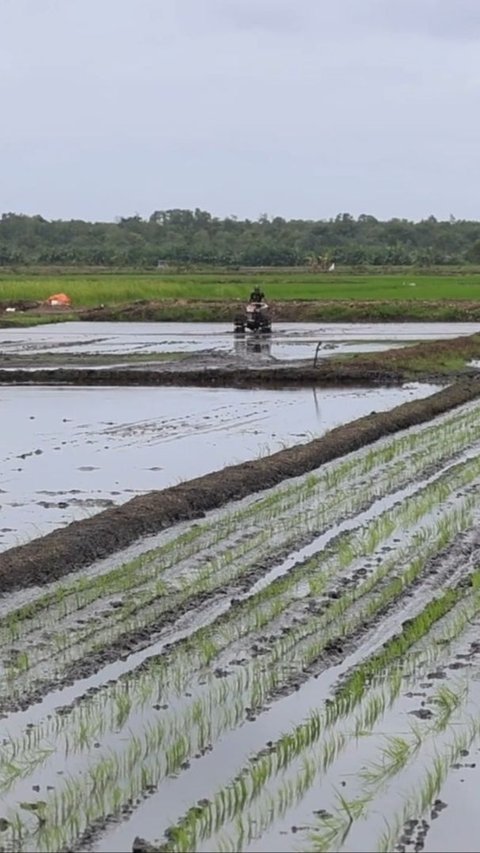 Pupuk Indonesia dan Bulog Kolaborasi Serap Hasil Petani Program Makmur