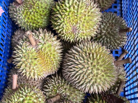 Mencicipi Si Kasmin Durian Premium Asli Pasuruan, Beratnya Capai 5 Kilogram dan Rasanya Sangat Manis