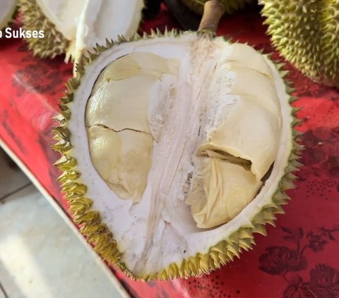 Mencicipi Si Kasmin Durian Premium Asli Pasuruan, Beratnya Capai 5 Kilogram dan Rasanya Sangat Manis