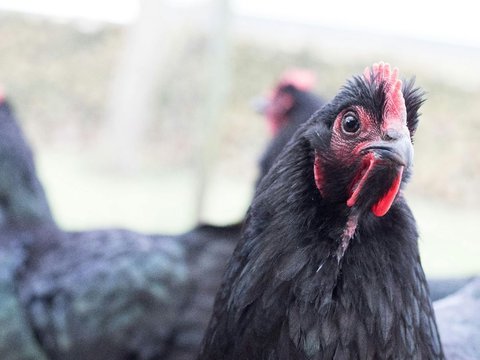 Kegunaan Ayam Hitam untuk Ritual