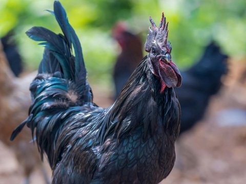 Keunikan Ayam Hitam