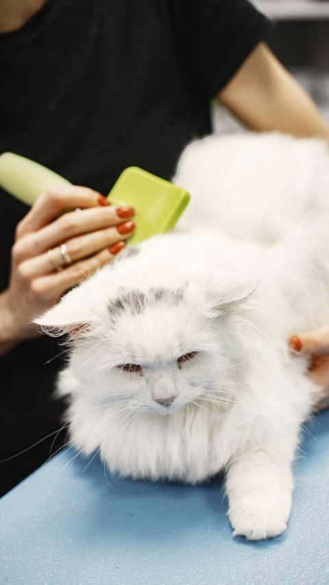 How to Bathe a Cat at Home: Tips and Tricks for Cat Owners | trstdly ...