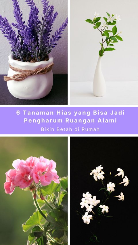 6 Ornamental Plants that Can be Natural Room Fragrances, Making You Feel at Home