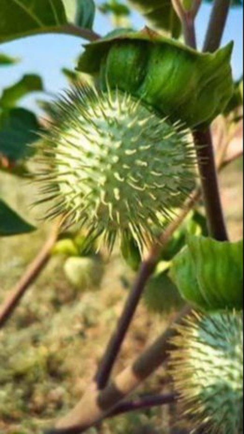 Ternyata Bisa Sembuhkan Penyakit, Ini Sederet Manfaat Buah Kecubung