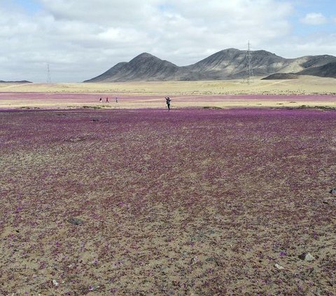 Pemandangan tak biasa tersaji di hamparan Gurun Atacama, Chile, pada 10 Juli 2024. Gurun Atacama, yang dikenal sebagai wilayah paling kering dan tandus di muka Bumi, tampak dipenuhi hamparan bunga yang bermekaran. Foto: Patricio Lopez Castillo/AFP