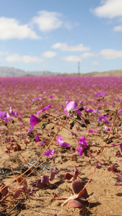 Hamparan tanah kering di Gurun Atacama berubah seolah menjadi kebun berwarna ungu. Foto: Patricio Lopez Castillo/AFP