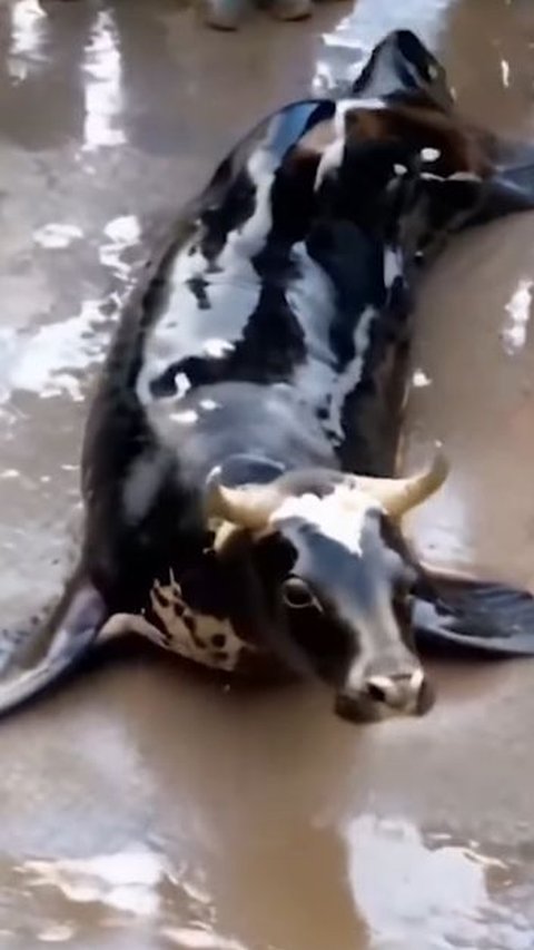 Viral Anjing Laut Berkepala Sapi di Bangkalan Madura, Cek Faktanya