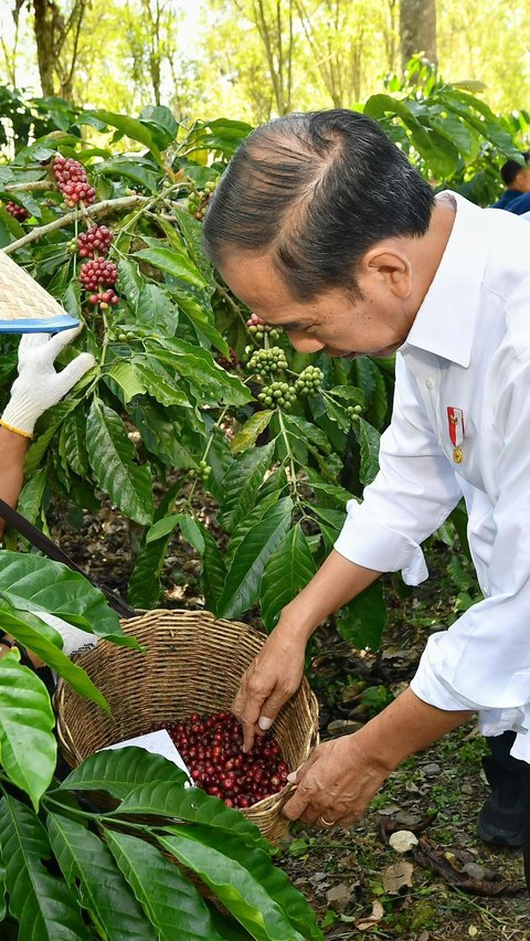 Panen Kopi di Lampung Barat, Jokowi Minta Tingkatkan Produktivitas 9 Ton Per Hektare