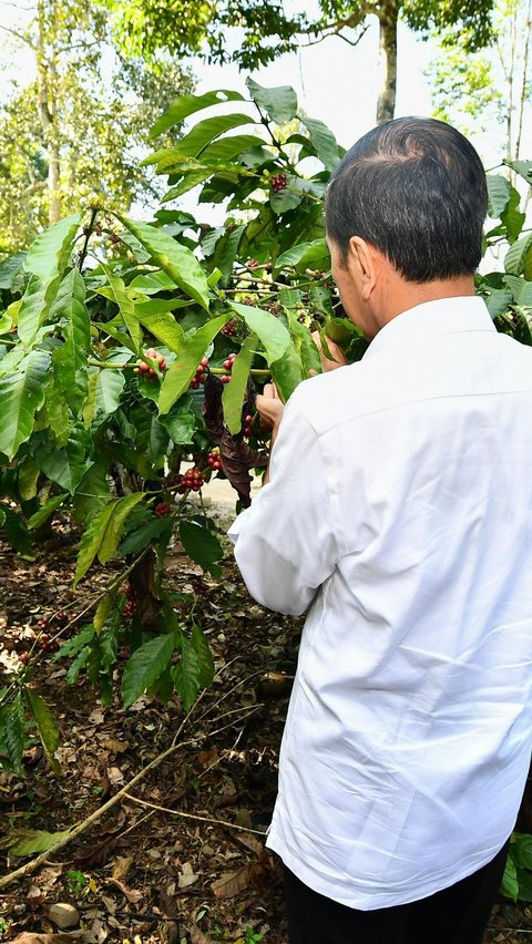 Panen Kopi di Lampung Barat, Jokowi Minta Tingkatkan Produktivitas 9 Ton Per Hektare