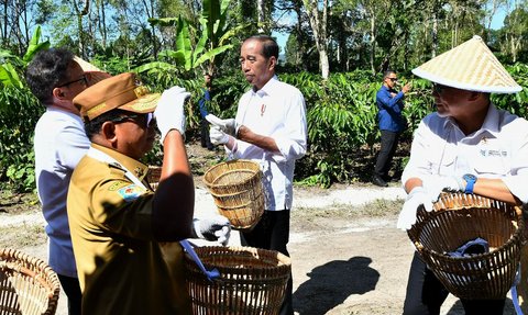 Panen Kopi di Lampung Barat, Jokowi Minta Tingkatkan Produktivitas 9 Ton Per Hektare