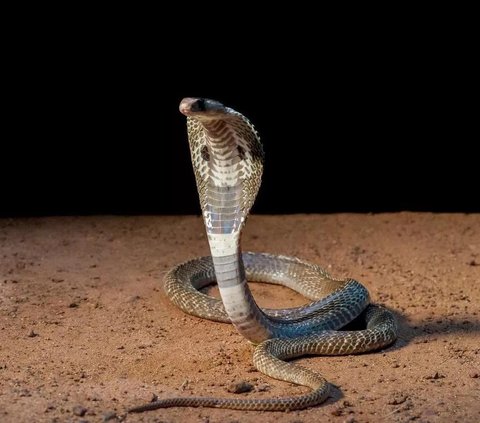 Man Bites Back Poisonous Cobra That Bit Him While He Was Sleeping, Tragically Dies