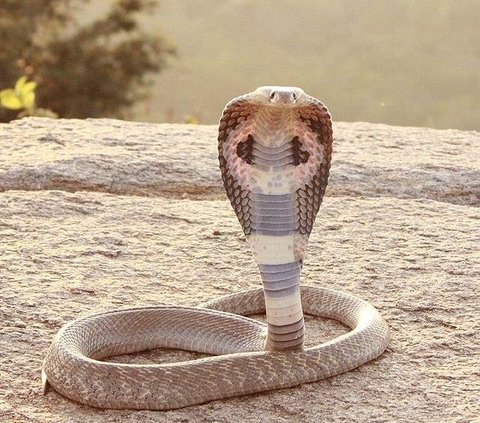 Man Bites Back Poisonous Cobra That Bit Him While He Was Sleeping, Tragically Dies