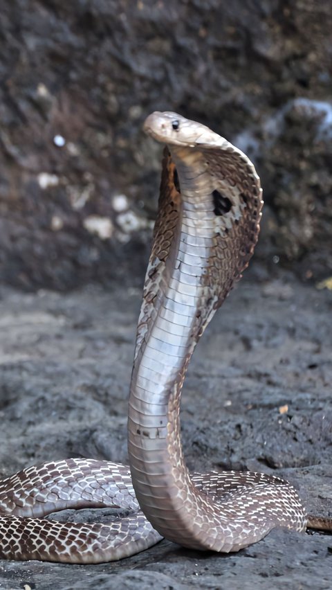 Man Bites Back Poisonous Cobra That Bit Him While He Was Sleeping, Tragically Dies