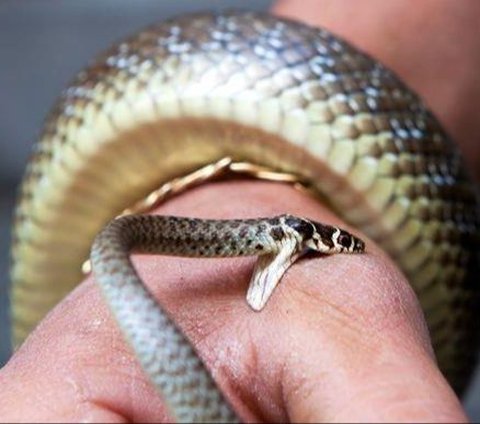 Man Bites Back Poisonous Cobra That Bit Him While He Was Sleeping, Tragically Dies