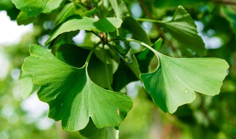 5. Ginkgo Biloba