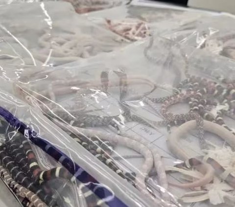 Avoiding Customs Duties, This Man Dares to Hide 104 Live Snakes in His Pants