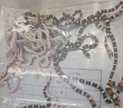 Avoiding Customs Duties, This Man Dares to Hide 104 Live Snakes in His Pants